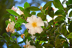 Ginryu Camellia (Camellia sasanqua 'Ginryu') at Lakeshore Garden Centres