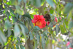 Victory Camellia (Camellia japonica 'Victory') at A Very Successful Garden Center