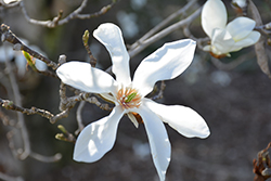 Anise Magnolia (Magnolia salicifolia) at A Very Successful Garden Center