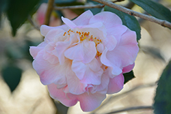 High Fragrance Camellia (Camellia 'High Fragrance') at A Very Successful Garden Center