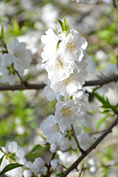 Early White Ornamental Peach (Prunus persica 'Early White') at A Very Successful Garden Center