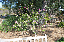 Early Pink Ornamental Peach (Prunus persica 'Early Pink') at A Very Successful Garden Center