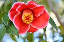 Tama Electra Camellia (Camellia japonica 'Tama Electra') at A Very Successful Garden Center