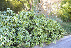 Picturata Aucuba (Aucuba japonica 'Picturata') at Stonegate Gardens