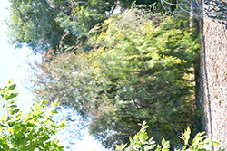 Forest Oak (Allocasuarina torulosa) at A Very Successful Garden Center