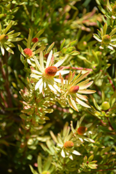 Little Bit Conebush (Leucadendron 'Little Bit') at Lakeshore Garden Centres