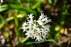 White Sweet Garlic (Tulbaghia simmleri 'Alba') at Lakeshore Garden Centres