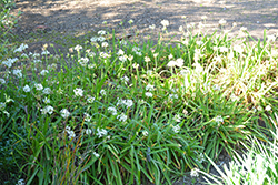 White Sweet Garlic (Tulbaghia simmleri 'Alba') at Lakeshore Garden Centres