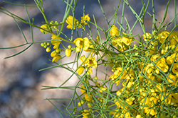 Desert Senna (Senna nemophila) at A Very Successful Garden Center