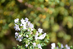 Small-leaved Coast Rosemary (Westringia brevifolia) at Stonegate Gardens