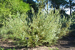 Small-leaved Coast Rosemary (Westringia brevifolia) at A Very Successful Garden Center