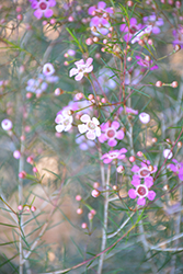 Pink Magic Waxflower (Chamelaucium uncinatum 'Pink Magic') at A Very Successful Garden Center