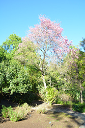 Pink Trumpet Tree (Handroanthus heptaphyllus) at A Very Successful Garden Center