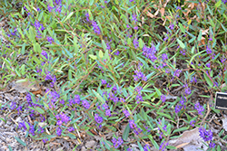 Mini Haha Dwarf Purple Vine Lilac (Hardenbergia violacea 'Mini Haha') at A Very Successful Garden Center