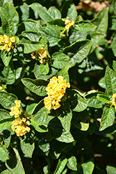 Dwarf Yellow Bush Lantana (Lantana camara 'Dwarf Yellow') at A Very Successful Garden Center
