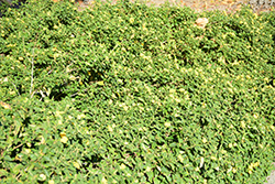 Dwarf Yellow Bush Lantana (Lantana camara 'Dwarf Yellow') at A Very Successful Garden Center