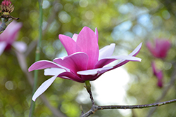 Dawson's Magnolia (Magnolia dawsoniana) at A Very Successful Garden Center