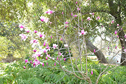 Dawson's Magnolia (Magnolia dawsoniana) at A Very Successful Garden Center