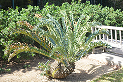 Alexandria Cycad (Encephalartos arenarius) at A Very Successful Garden Center