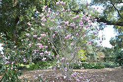 Veitchii Rubra Saucer Magnolia (Magnolia x soulangeana 'Veitchii Rubra') at A Very Successful Garden Center