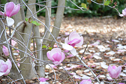 Veitchii Rubra Saucer Magnolia (Magnolia x soulangeana 'Veitchii Rubra') at Lakeshore Garden Centres