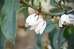 Fogg's #2 Magnolia (Magnolia x foggii #2) at A Very Successful Garden Center