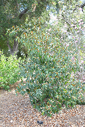 Fogg's #2 Magnolia (Magnolia x foggii #2) at A Very Successful Garden Center