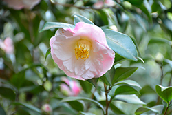 Dr. Tinsley Camellia (Camellia japonica 'Dr. Tinsley') at A Very Successful Garden Center