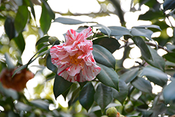 Finlandia Variegated Camellia (Camellia japonica 'Finlandia Variegated') at Lakeshore Garden Centres