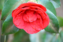 Flame Camellia (Camellia japonica 'Flame') at A Very Successful Garden Center