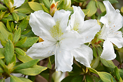 Bloom-A-Thon White Azalea (Rhododendron 'RLH1-3P3') at A Very Successful Garden Center