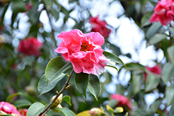 Pink Sparkle Variegated Camellia (Camellia 'Pink Sparkle Variegated') at Stonegate Gardens
