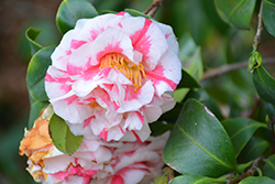 Look-Away Camellia (Camellia japonica 'Look-Away') at Stonegate Gardens