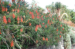Climbing Aloe (Aloe ciliaris) at A Very Successful Garden Center