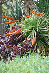 Khuzi (Aloe mawii) at Stonegate Gardens