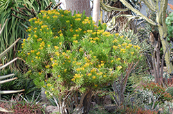 Succulent Bush Senecio (Senecio barbertonicus) at A Very Successful Garden Center