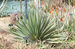 Socotra Dragon Tree (Dracaena cinnabari) at A Very Successful Garden Center