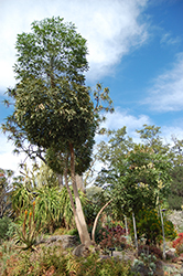 Cabbage Tree (Cussonia spicata) at Stonegate Gardens
