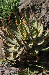 Black-spined Aloe (Aloe melanacantha) at A Very Successful Garden Center