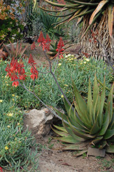 Aloe debrana (Aloe debrana) at Stonegate Gardens