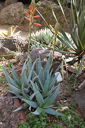 Blue Aloe (Aloe glauca) at A Very Successful Garden Center