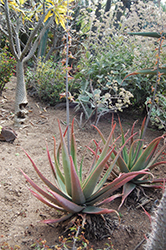 Bulbillifera Aloe (Aloe bulbillifera var. bulbillifera) at Stonegate Gardens