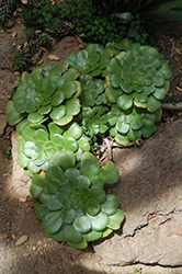 Green Platters (Aeonium 'Pseudotabuliforme') at A Very Successful Garden Center