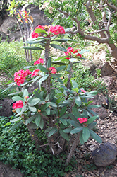Giant Pink Crown Of Thorns (Euphorbia milii 'Giant Pink') at A Very Successful Garden Center