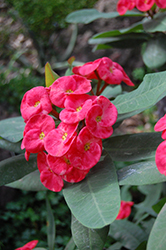 Giant Pink Crown Of Thorns (Euphorbia milii 'Giant Pink') at Stonegate Gardens