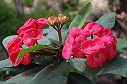 Giant Red Crown Of Thorns (Euphorbia milii 'Giant Red') at A Very Successful Garden Center