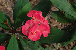 Pink Cadillac Crown Of Thorns (Euphorbia milii 'Pink Cadillac') at A Very Successful Garden Center