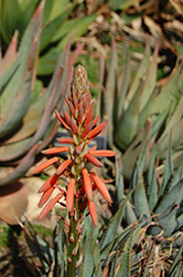 Blue Aloe (Aloe glauca) at A Very Successful Garden Center