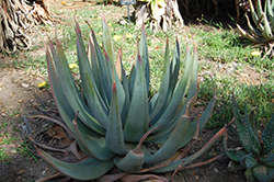Reitz's Aloe (Aloe reitzii) at A Very Successful Garden Center