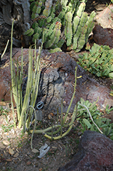 Cardoncillo (Ceropegia dichotoma) at A Very Successful Garden Center